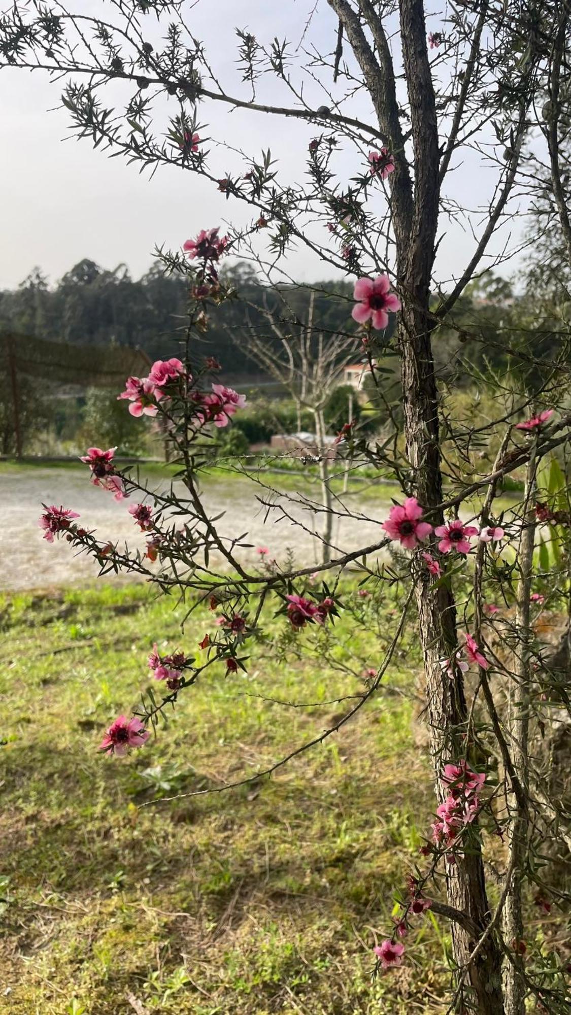 Quinta De Villasete Alpendurada Eksteriør bilde
