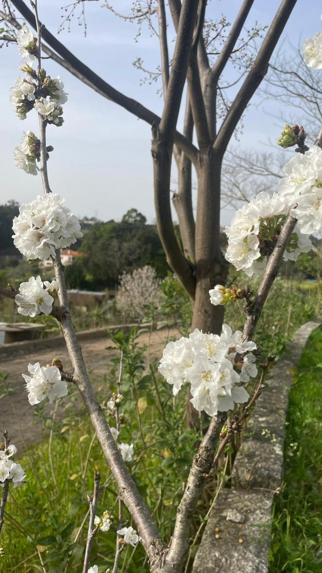 Quinta De Villasete Alpendurada Eksteriør bilde