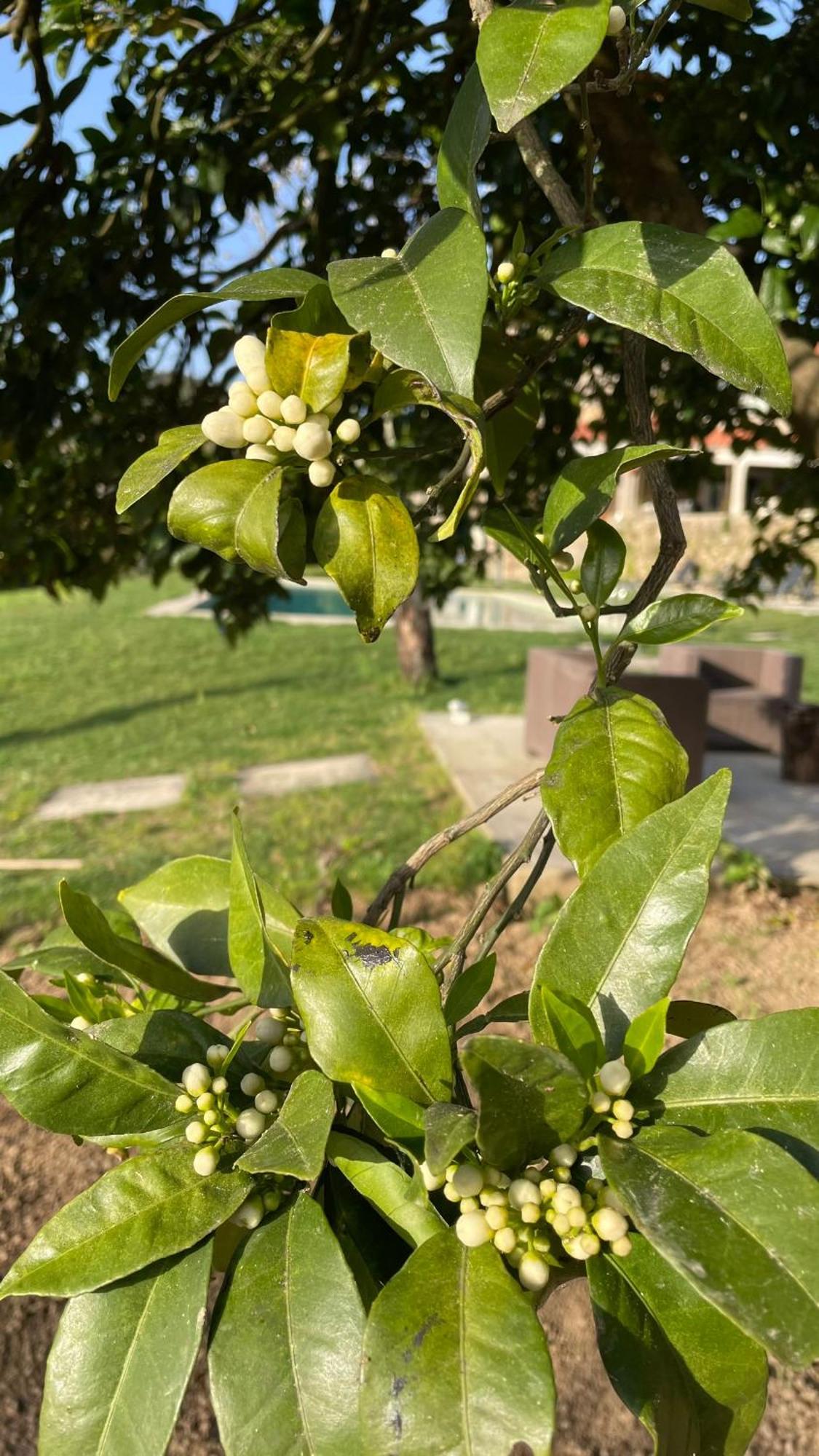 Quinta De Villasete Alpendurada Eksteriør bilde