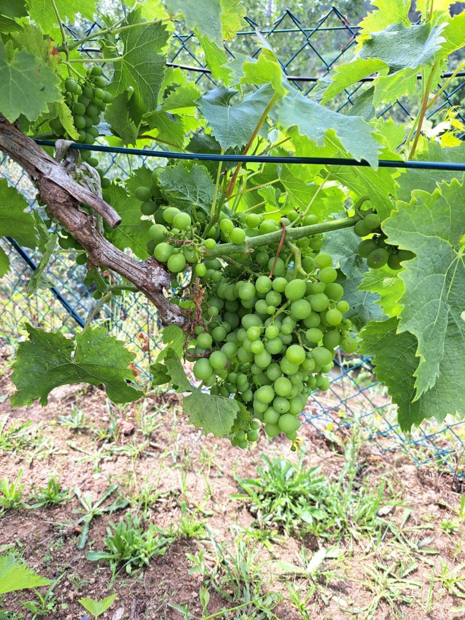 Quinta De Villasete Alpendurada Eksteriør bilde